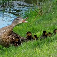 Enten / © Keram1958/pixabay.com/CC0 1.0 Enten