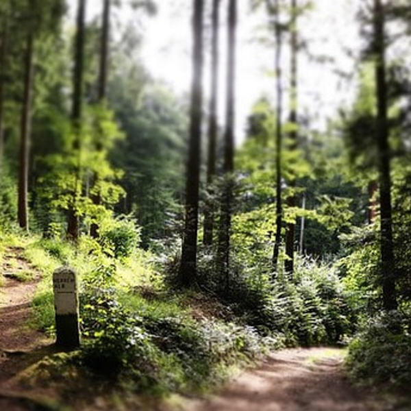 Weg / CC0 1.0 / Pexels / pixabay.com Weg