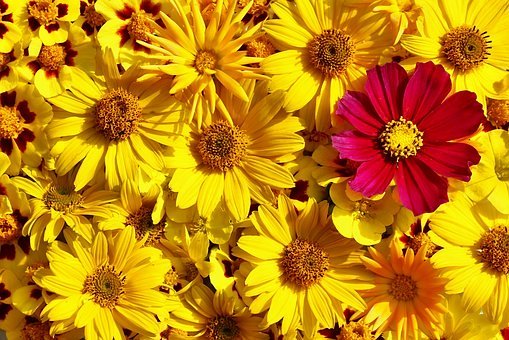 ©pixabay-Blumen