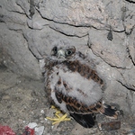 Turmfalken