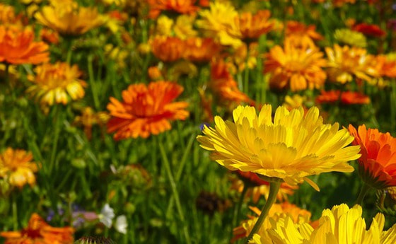 Ringelblume
